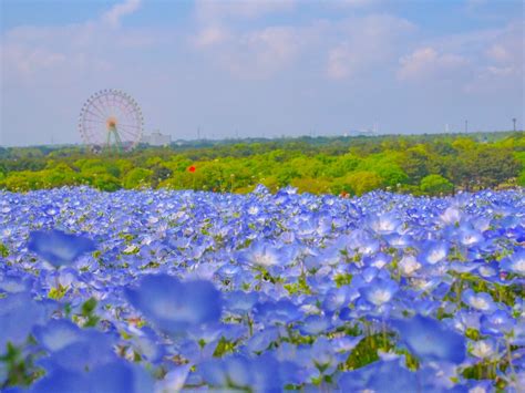 玉合公園怎麼樣,公園裡的花開得真美